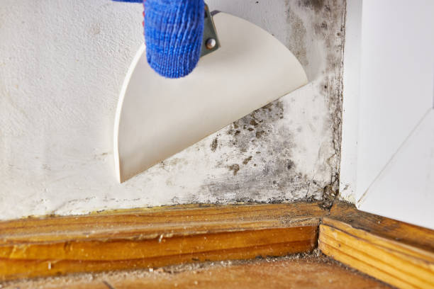 Best Asbestos and Lead Testing During Mold Inspection  in Larchmont, NY